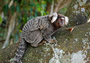 Common marmoset (Callithrix jacchus) on tree