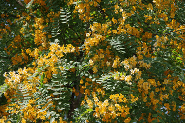 Full frame close-up view of a yellow jacaranda tree in bloom