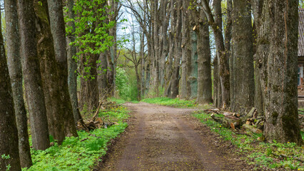 Walkway lane path with green trees in forest. Beautiful alley In park.. Nature concept. Space for text.