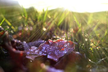 Oak leaf covered with hoarfrost on the green grass in the sun