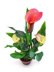Blooming red-yellow calla with lush variegated foliage in flower pot isolated on white background. Houseplants, flowers for home.   