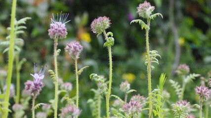 purple flowers in the garden