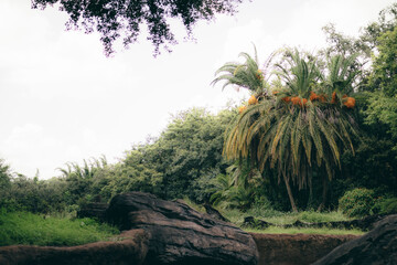 palm tree in the forest