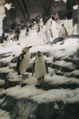 two penguins on the rocks having fun