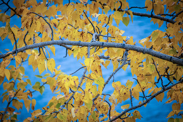 Fall Leaves