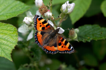 A Small Tortoiseshell Butterfly nectaring bramble flower.