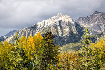 Golden Leaves with mountain backdrop