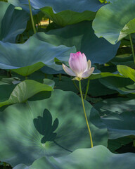 Lotus and shadow on the leaves