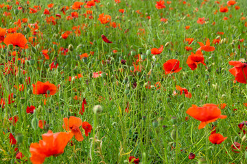 Obraz premium Das Feld der roten Mohnblumen am sonnigen Tag