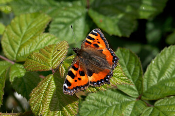 A Small Tortoiseshell Butterfly basking on a Bramble leaf.