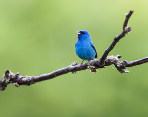 Indigo Bunting on Tree Branch in Spring on Green Background