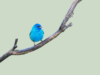 Indigo Bunting on Tree Branch in Spring