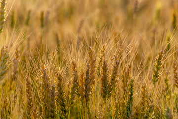 technological Icons and field on background. Concept of smart agriculture and modern farming
