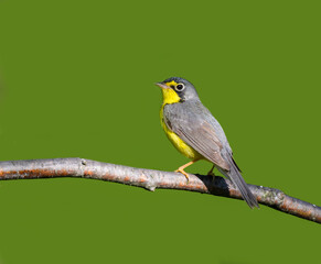 Canada Warbler on Green Background in Spring 