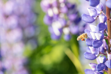 Flying bee on lupine flowers. Sunny day. Selective autofocus.