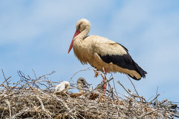 Above view on one female white big stork in nest