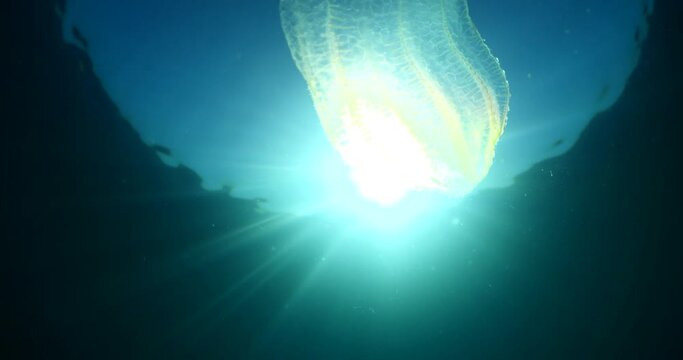 jellyfish lights underwater  glowing Mnemiopsis leidyi in blue water ocean scenery sun beams and rays