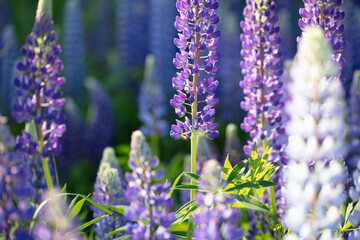 Lupins. Close-up. Selective autofocus. Bright summer photophone.