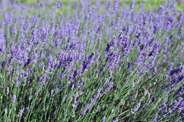 Fototapeta premium Flores de lavanda en el campo en primavera