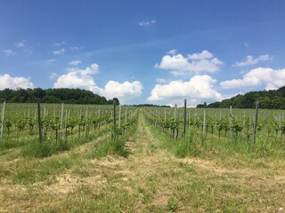 Obraz premium vineyard in france