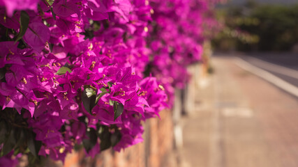 Obraz premium purple bougainvillea flowers