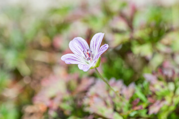 Fototapeta premium native species of Single Flower Cranesbill