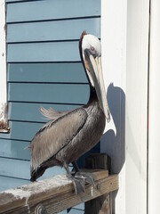 Pelican on Oceanside Pier California 2019