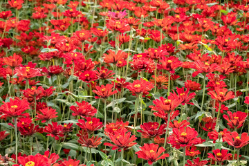 colorful cosmos flowers farm