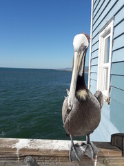 Pelican on Oceanside Pier California 2019