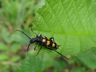 The longhorn beetle (Leptura quadrifasciata) on green leaf.