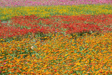 Fototapeta na wymiar colorful cosmos flowers farm