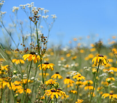 Background Black Eyed Susans and Meadow