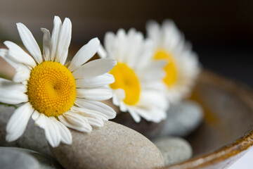 Obraz premium Daisy mindfulness