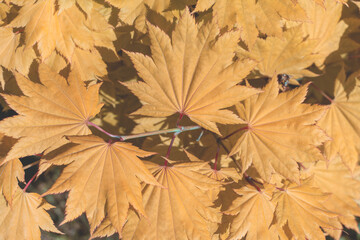 yellow maple leaves close-up