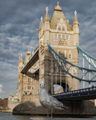 Fototapeta na wymiar Tower Bridge with seagull