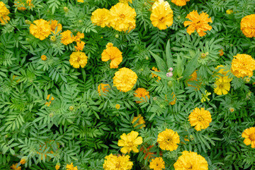 yellow cosmos flowers farm