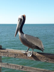 Pelican on Oceanside Pier California 2019