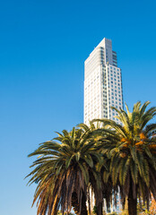Fototapeta premium Landscape in modern city of skyscrapers with blue sky and palm trees