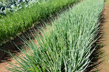 green scallion farm