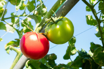 tomato at a farm