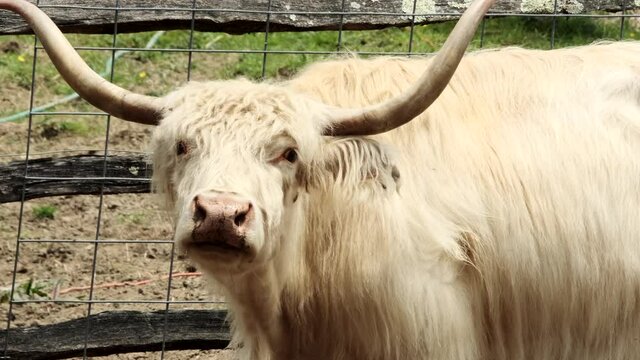 View of head and face of white longhorn cattle looking at camera and mooing, close up static