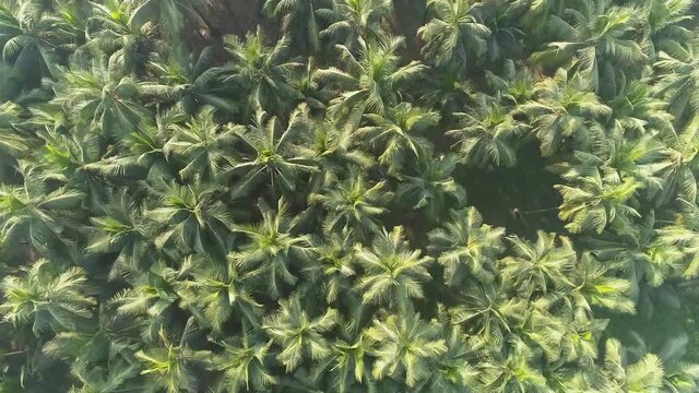 Drone Shot of Palm trees at Alibaug,Raigad District ,Maharashtra
This Particular drone Top down shot was taken at a beachin the afternoon revealing the symmetry of palm trees