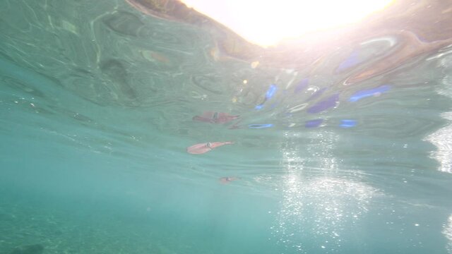 squid underwater close up cuttlefish big eye Loligo vulgaris underwater ocean scenery
