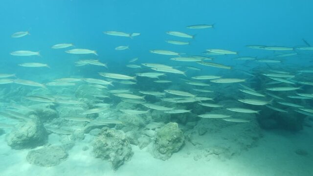 scuba divers enjoying underwater scenery blue water fish school ocean scenery mediterranean sea habitat