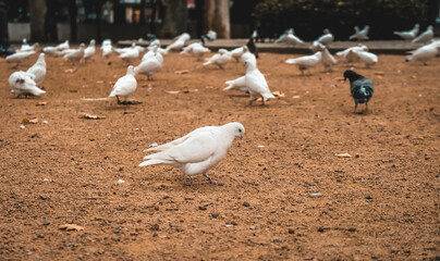 Hungry determined white dove pacing on sand looking for food in a park. Many pigeons and different other birds walking in the background. Close up view of a lonely bird in a crowd. City life in Spain.