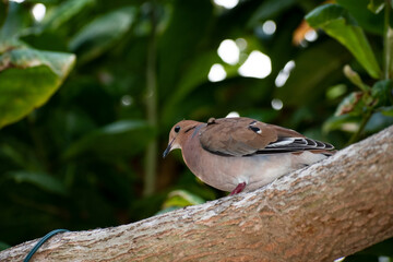 Side view of brown zenaida dove sitting on the branch of a tropical or Indian almond tree with...
