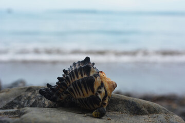 concha de mar abandonada