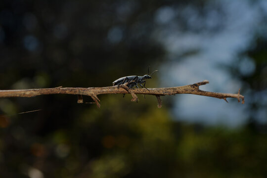 Pseint Insecto รูปภาพInsecto – เลือกดูภาพถ่ายสต็อก เวกเตอร์ และวิดีโอ2,813,180 | Adobe ...