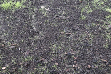 Fototapeta premium Closeup of soil and young fresh green grass sprouts. Lawn