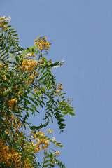 Partial view of a yellow jacaranda tree in bloom and blue sky above